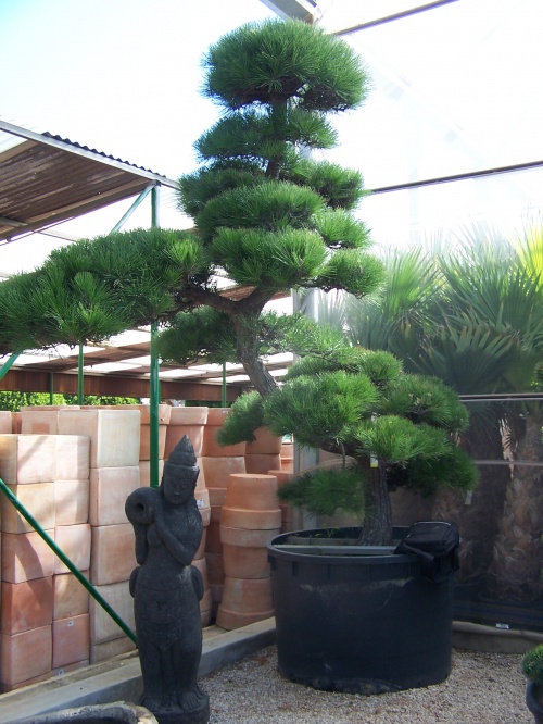 Bonsai Pinus Pentaphilla - Natura Garden