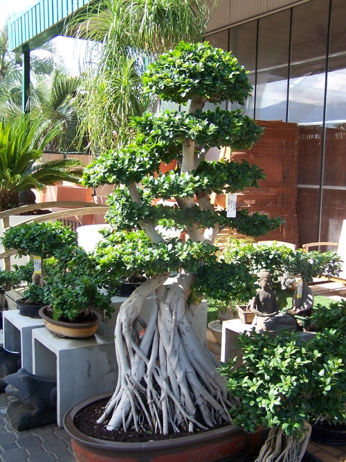 Bonsai Ficus Compacta - Natura Garden