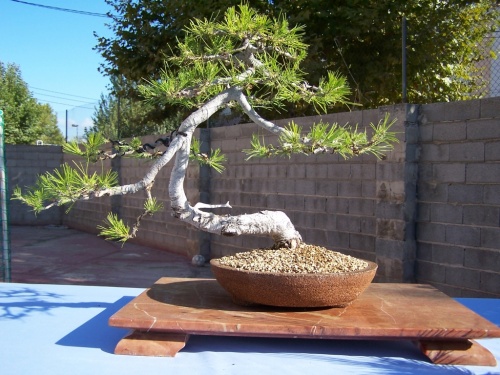 Bonsai Pino Carrasco - Pinus Alepensis - Assoc. Bonsai Cocentaina