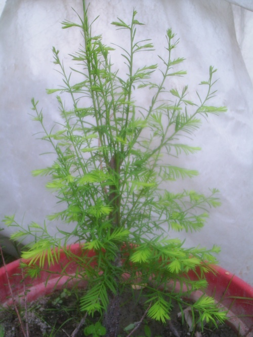 Bonsai taxodium  creciendo - er japones