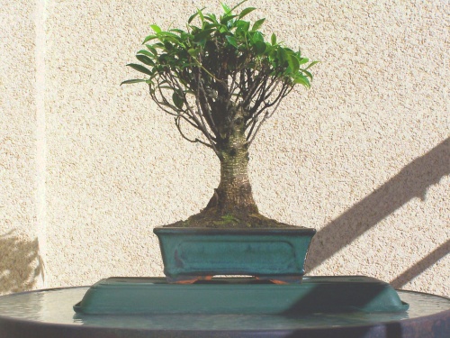 Bonsai Ficus Retusa - Miguel
