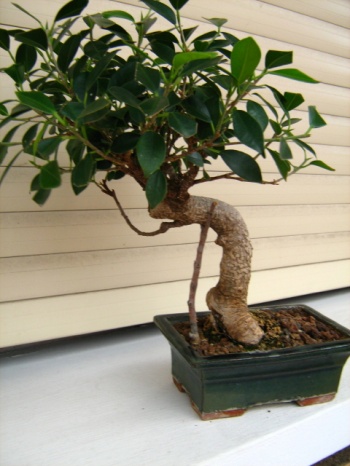 Bonsai Bonsai Ficus retusa - Angel sanchez