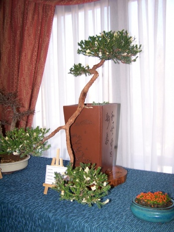 Bonsai Junipero -  Juniperus variegata - Assoc. Bonsai Muro