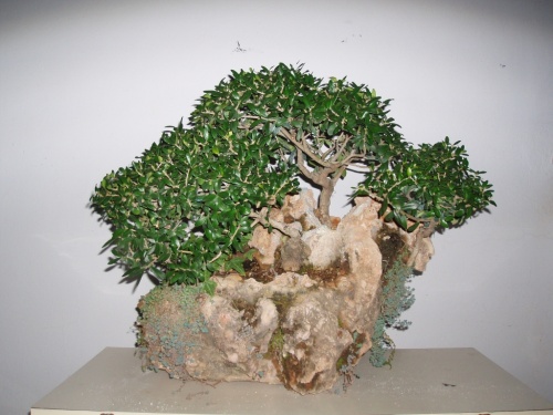 Bonsai Bosque de olivos en roca (olea silvestris) - Assoc. Bonsai Muro
