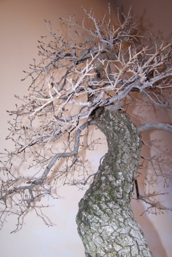 Bonsai Roble Valenciano - Quercus Faginea - AVBONSAI