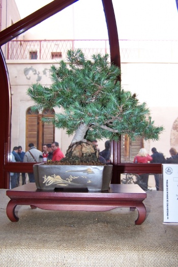 Bonsai Pino Carrasco - Pinus Halepensis - AVBONSAI