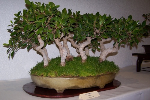 Bonsai Ficus - Ficus Retusa - cbvillena