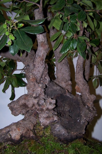 Bonsai Madroño - Arbustus Unedo - cbvillena