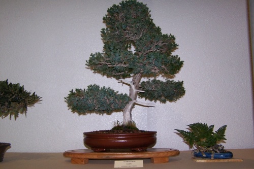 Bonsai Sabina - Juniperus Procumbens - cbvillena