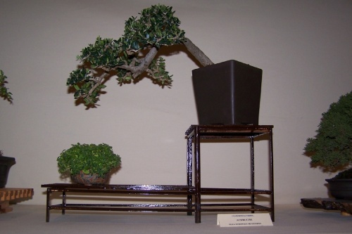Bonsai Acebuche - Olea Europaea Silvestrys - cbvillena