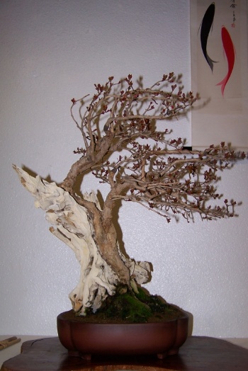 Bonsai Granado - Punica Granatum - cbvillena