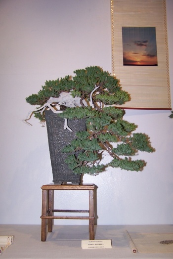Bonsai Sabina Rastrera - Juniperus Procumbens - cbvillena