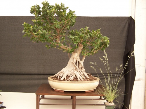 Bonsai Ficus Carica - CBALICANTE