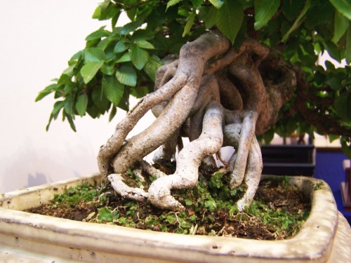 Bonsai Mario Komsta - Carpe, Detalle de las raices - bonsaime