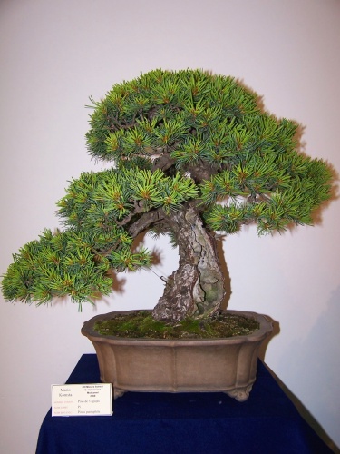 Bonsai Mario Komsta - Pino 5 agujas - Pinus - bonsaime