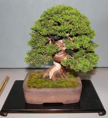 Bonsai 878 - bonsaipaterna
