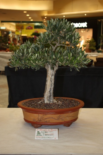 Bonsai Olivo - Olea Europaea - ilicitano