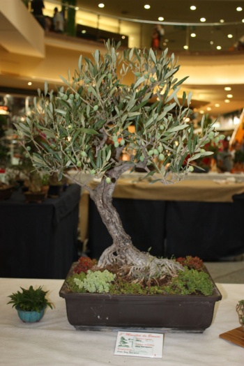 Bonsai Olivo Inclinado - Olea Europaea - ilicitano