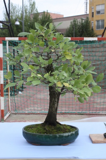 Bonsai Ciruelo - Prunera - Prunus Domestica - Assoc. Bonsai Cocentaina