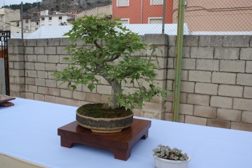 Bonsai Acer Buergerianum - Arce Tridente - Assoc. Bonsai Cocentaina