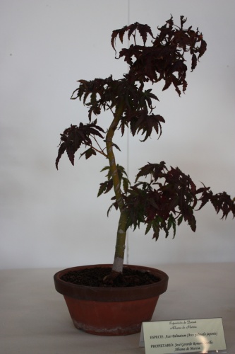 Bonsai Acer Palmatum - Jose Gerardo - Murciano