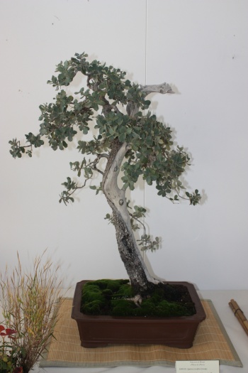 Bonsai Quercus - Coscoja - Coccifera - Murciano