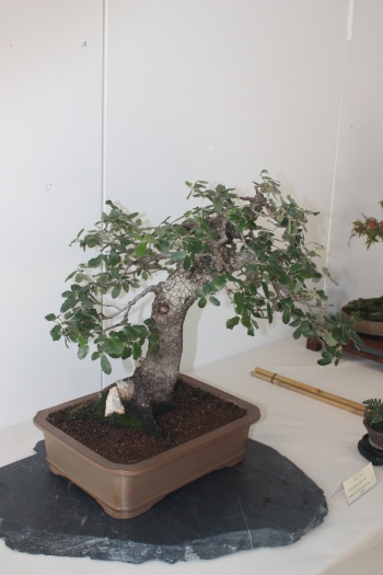 Bonsai Coscoja - Quercus - Murciano