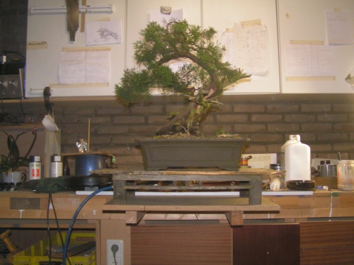 Bonsai juniperus chinensis y messa - machiel van den broek