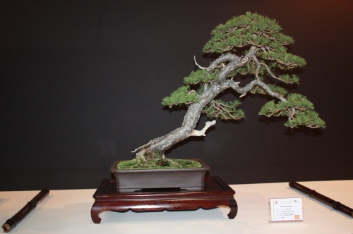 Bonsai Pinus Sylvestris - Pino Albar - David Benavente - EBA Lorca