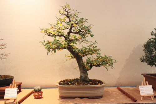 Bonsai Ulmus Parvifolia - Assoc. Bonsai Muro