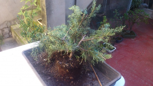 Bonsai juniperus orientalis - javel