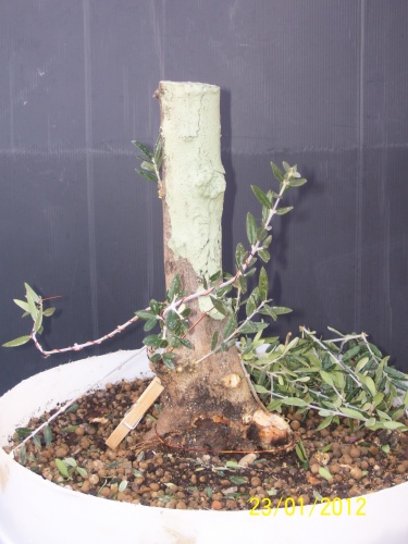 Bonsai Olivo limpiando de ramas - SARRUT