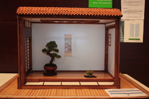 Bonsai Tokonome - Asociación Mediterránea del Bonsai - torrevejense