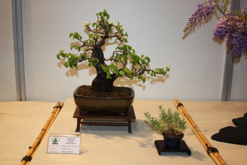 Bonsai Prunus Mahaleb - CBALICANTE