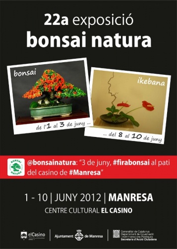 Bonsai 10778 - bonsai natura