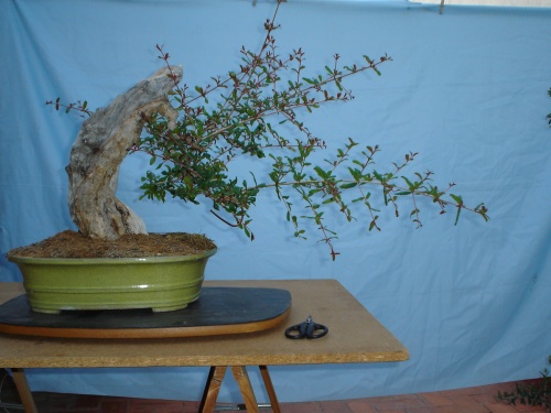 Bonsai con el nuevo plantado -  xavoly
