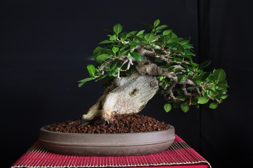 Bonsai Ficus Panda - Bonsai Oriol