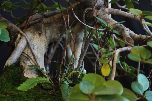 Bonsai Ficus Panda - Bonsai Oriol