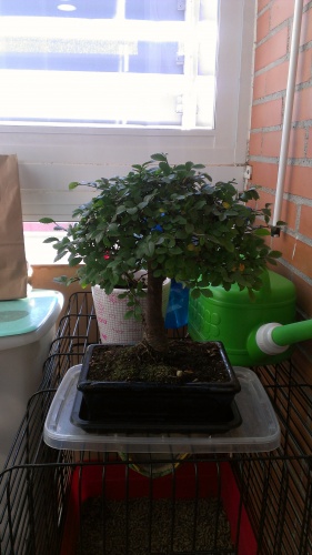 Mi primer bonsai