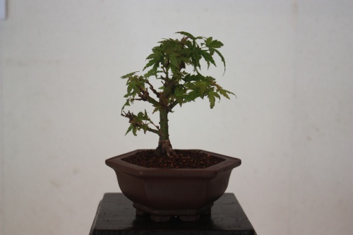 Bonsai Arce - Acer Palmatum Cotohime - torrevejense