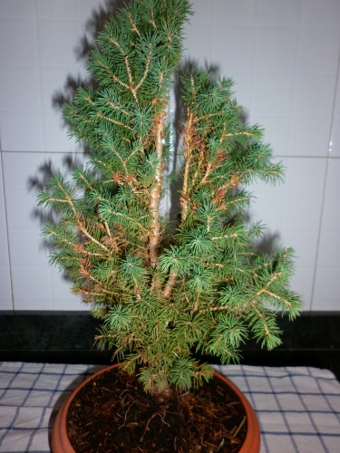 Bonsai Picea 2012 - tito satorre rodriguez
