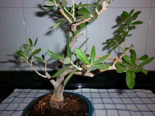 Bonsai Olivo "olivera" Olea Europaea" - tito satorre rodriguez