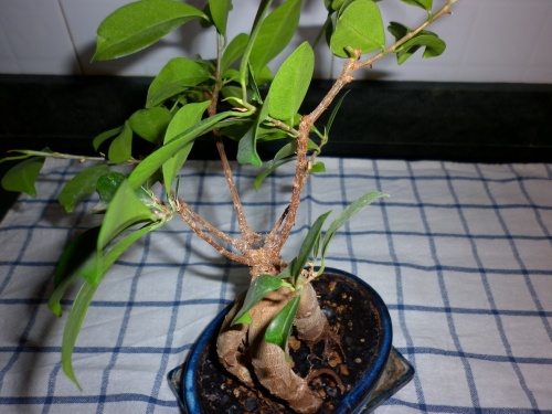 Bonsai Ficus ginseng II 2012 - tito satorre rodriguez