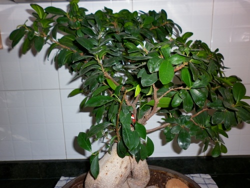 Bonsai Ficus Ginseng I 2012 - tito satorre rodriguez