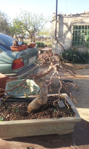 Bonsai Ficus alambrado y trasplante - SARRUT