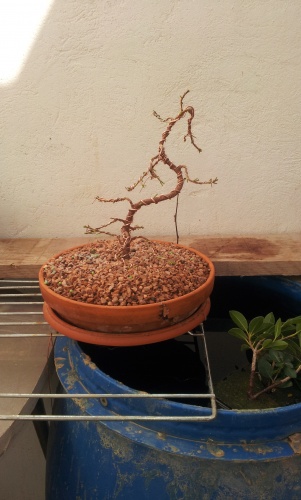 Bonsai Ficus esqueje alambrado - SARRUT