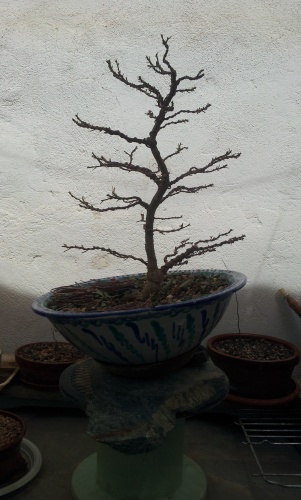 Bonsai Ficus defoliado y alambrado - SARRUT
