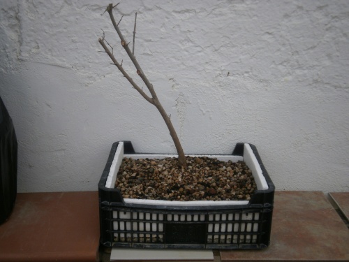 Bonsai Olmo planton sacado en noviembre del 2012 - SARRUT