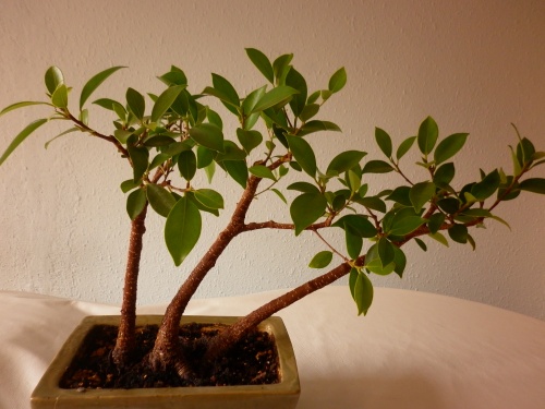 Bonsai Ficus retusa II = 2014 - tito satorre rodriguez