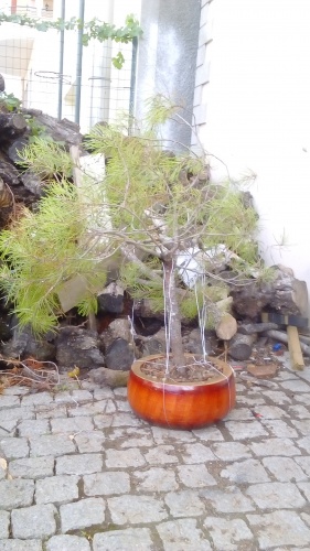 Bonsai Pinus Yamadori - luisquiraz